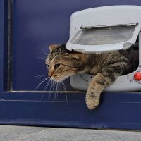 Installer une chatière sur porte