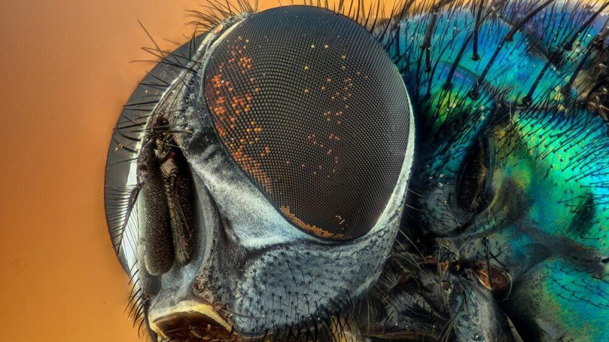 Repulsif Pour Mouche Fait Maison | Ventana Blog