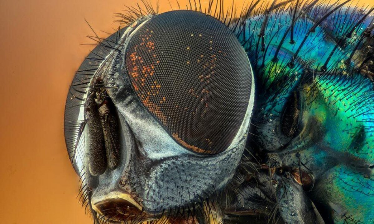 Attraper les mouches – Piège à mouches extérieur biologique