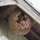 Comment se débarrasser d’un nid de guêpes ?
