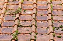 Prolifération de mousse de toit : pourquoi faut-il démousser sa toiture ?